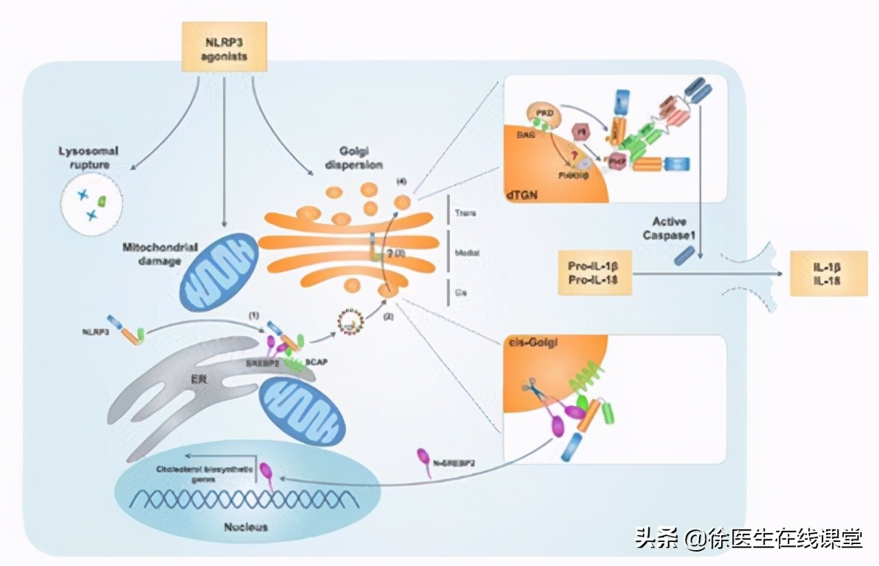 乙肝随着年龄增大能自然转阴吗,乙肝在什么情况下容易转阴