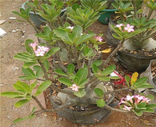 沙漠玫瑰叶片越来越大,沙漠玫瑰长得又细又高