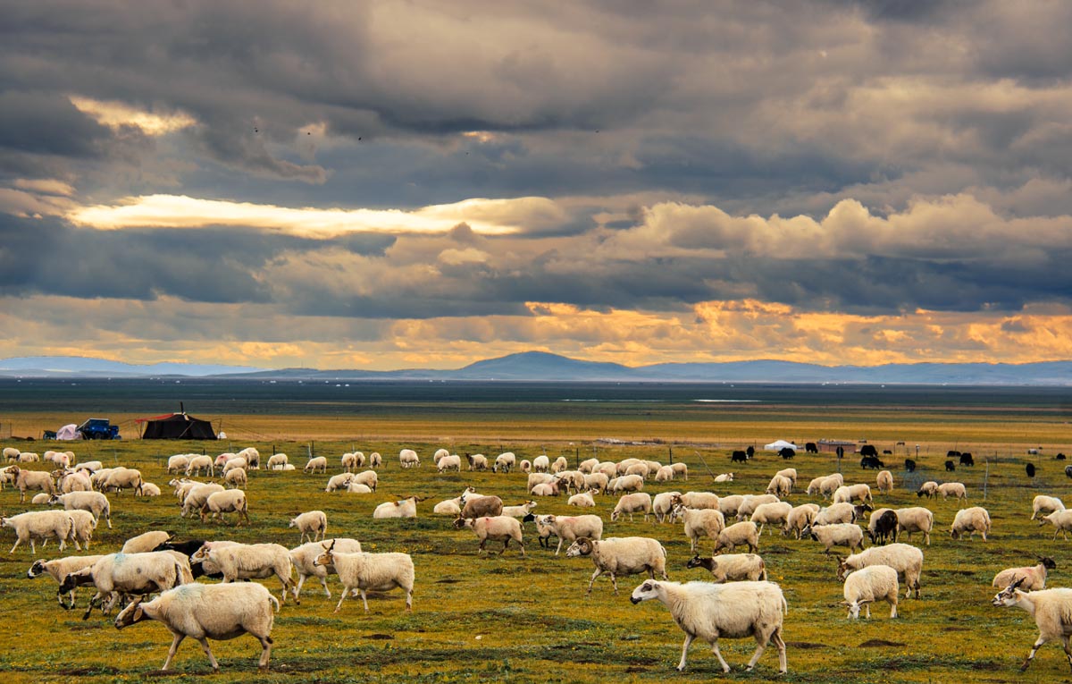 有一种美叫九寨沟,有一种美丽叫若尔盖