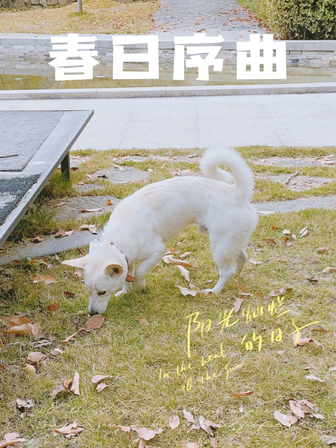 一招教你拯救废片视频,教你一秒拯救废片