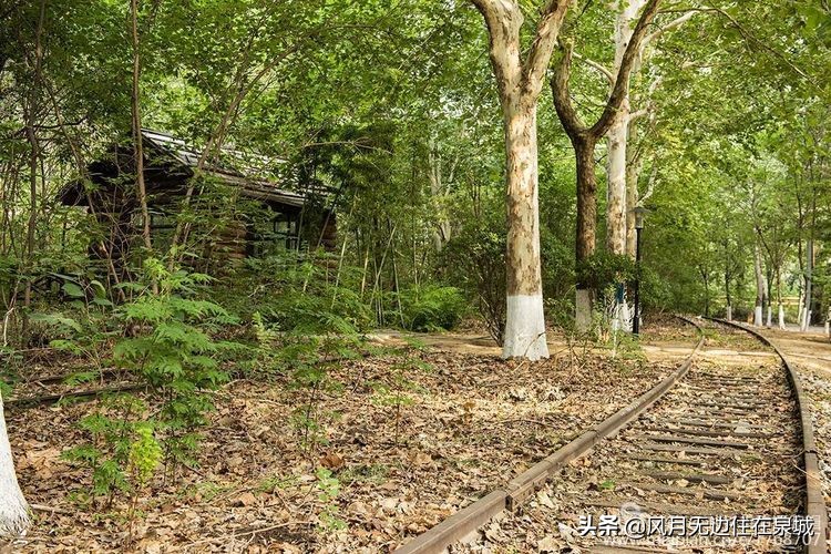 济南一颗梧桐树,济南的法国梧桐