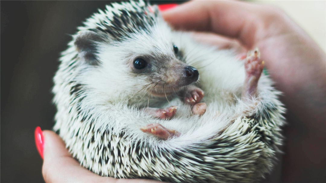 刺猬会吃蛇吗,为什么刺猬可以吃蛇