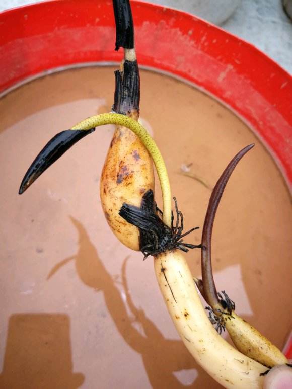 碗莲种藕方法全过程,碗莲种藕怎样藏头露尾