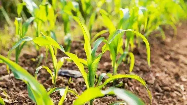 玉米播种后气温低种子烂不烂,玉米脱粒时烂芯碎粒怎么回事
