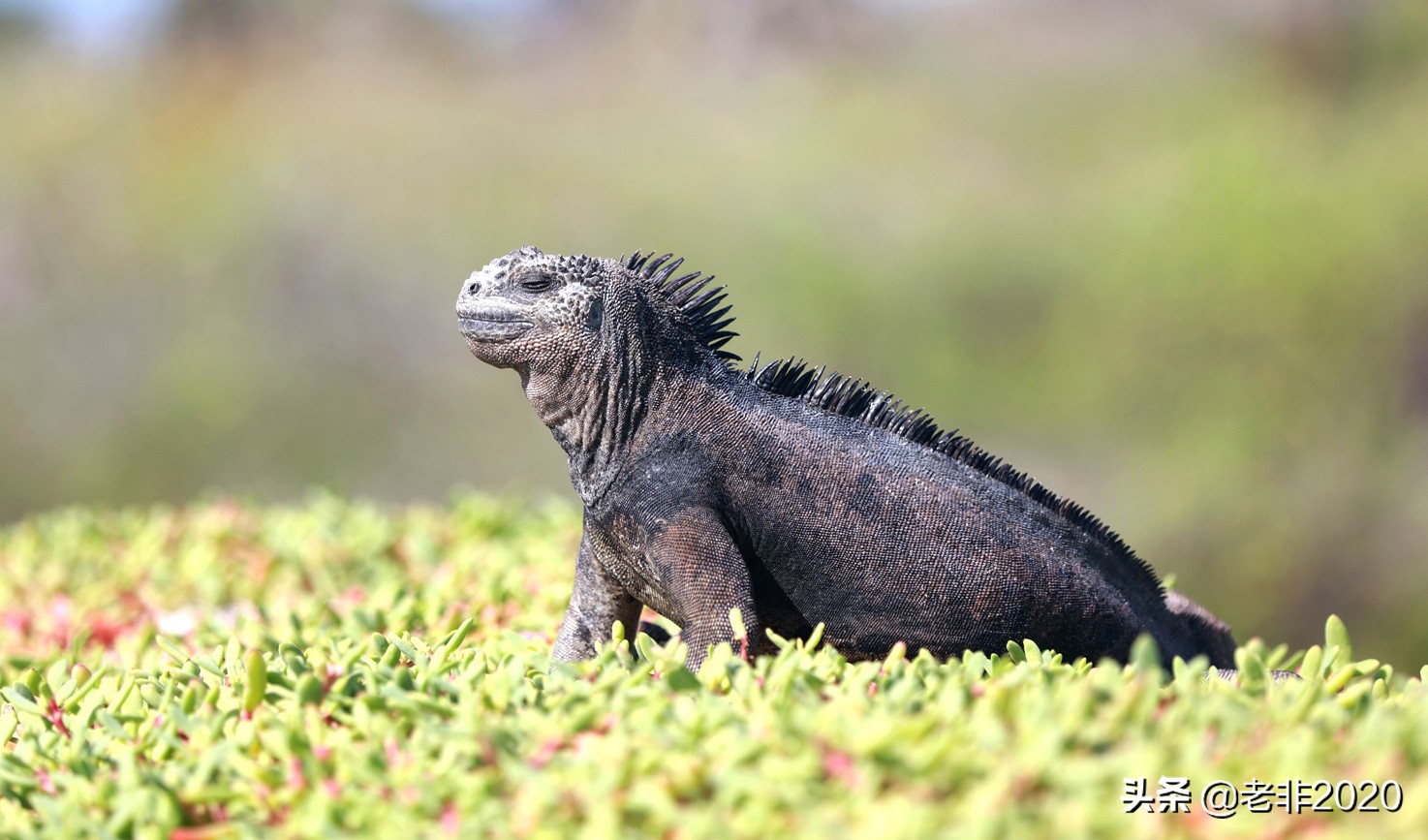 出国旅游海关允许带回多少东西,中国公民出国旅游海关会放行吗
