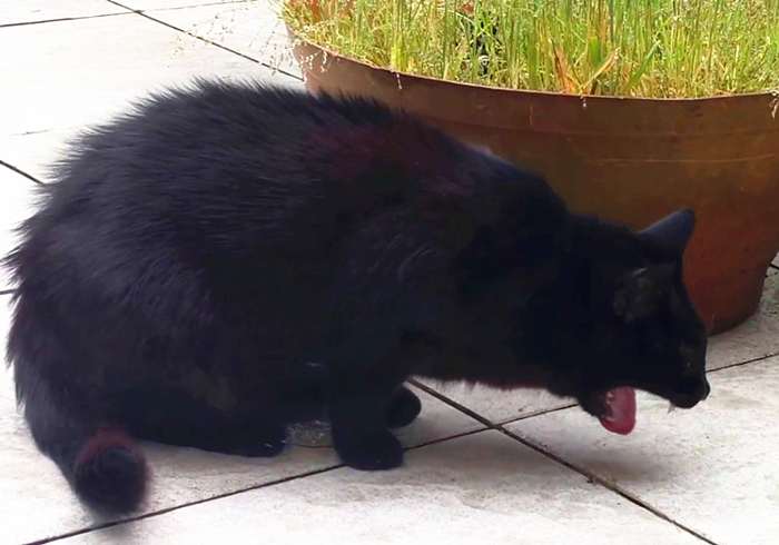 猫咪吃了异物催吐的最佳时间,猫咪吞进异物有什么表现