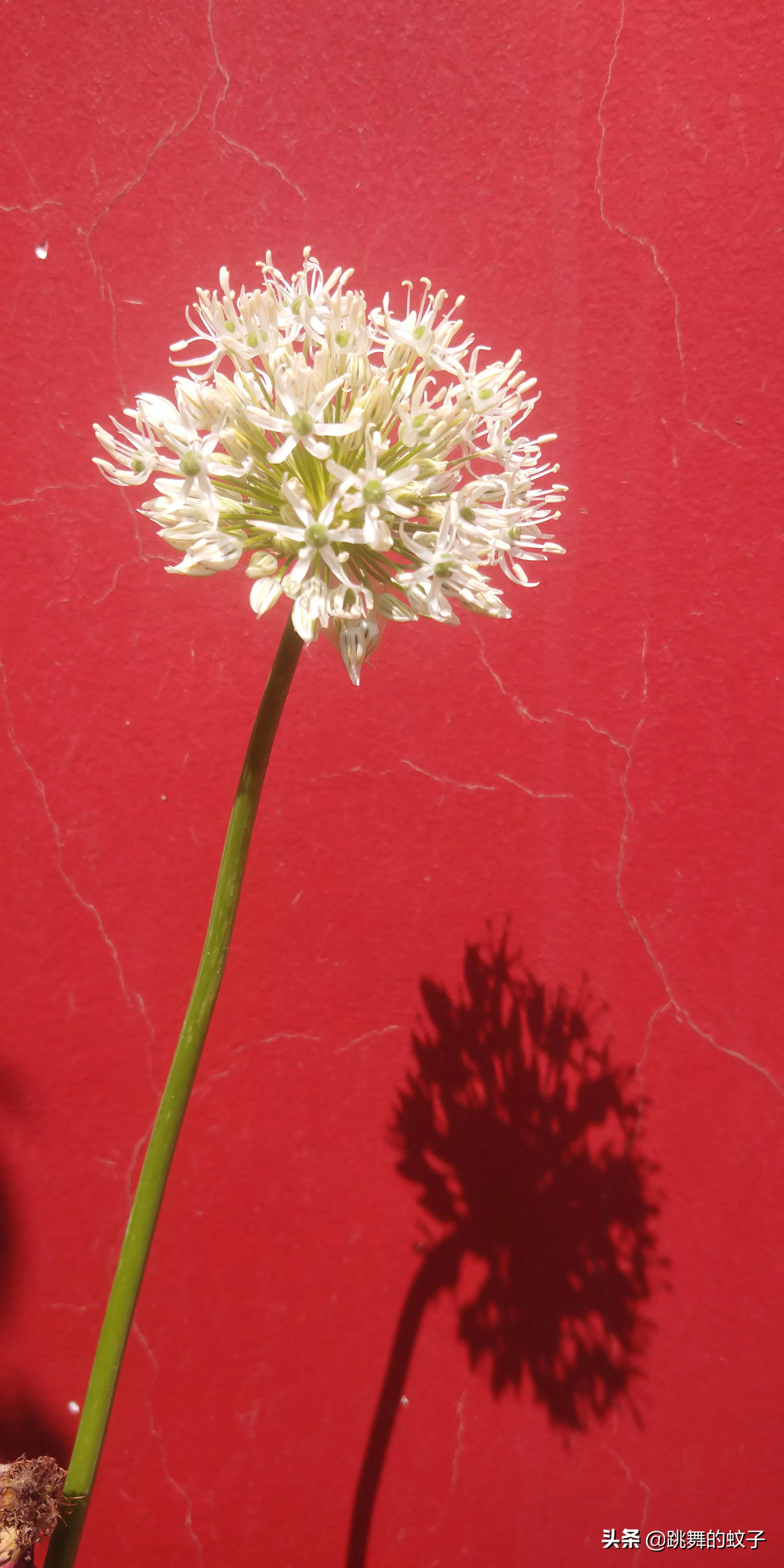 京郊公园,京郊公园门票