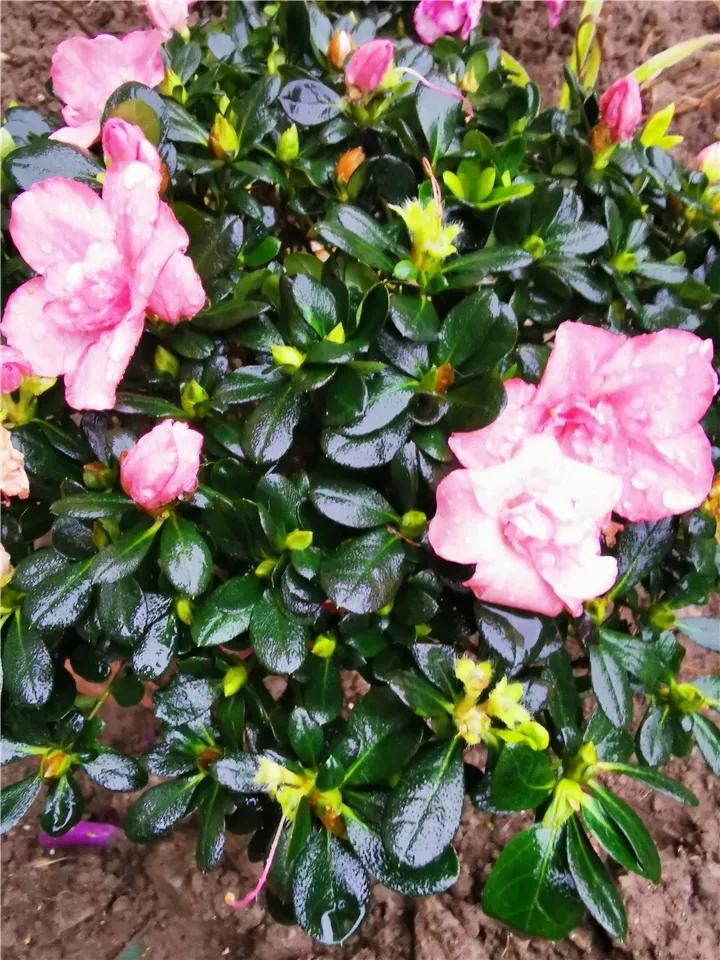 在叶子上的蓝色营养液,在植物的叶子上喷水有用吗