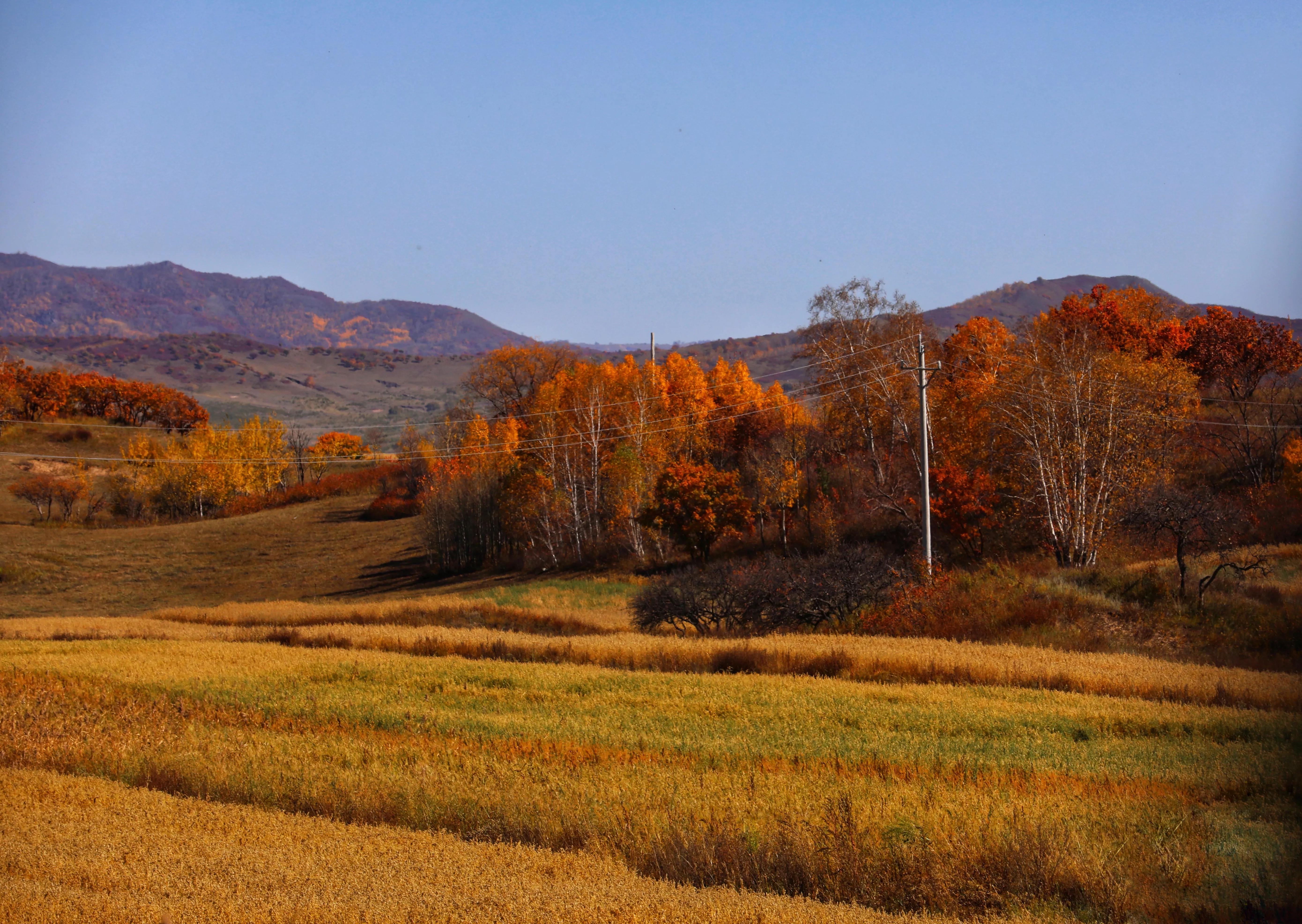 坝上秋色草原,坝上草原游记作文