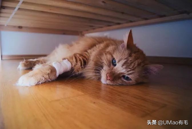 上门喂猫到底怎么样,上门喂猫一般多久一次