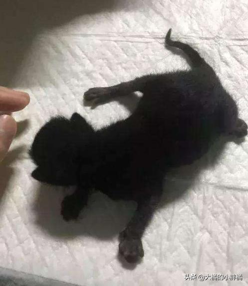 猫咪失踪20年后再次找到猫,爱猫走失11年再见到主人时