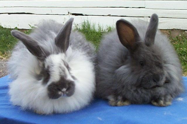 全球最可爱动物排行榜大熊猫,大熊猫是世界上最受欢迎的动物吗