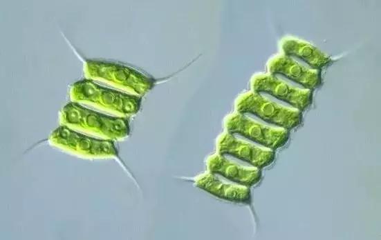 鱼类水产养殖需要哪些藻类,水产养殖显微镜下各种藻类