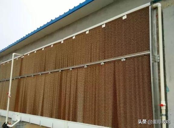 养鸡怎么防止鸡群热,夏天养鸡防热应激