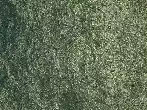 葡萄发黑果子不长是什么原因,葡萄长不大黄叶是怎么回事