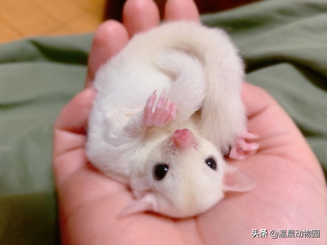 蜜袋鼯怕人怎么克服,蜜袋鼯刚到家怕狗