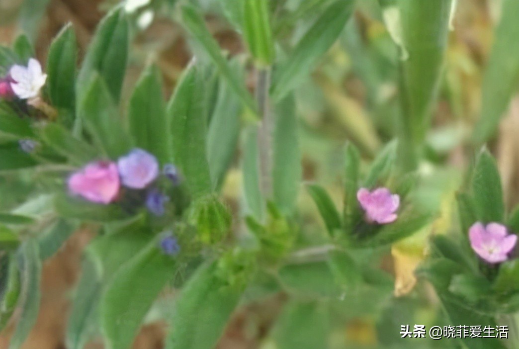 常见野草名称大全,农村常见野草名字大全