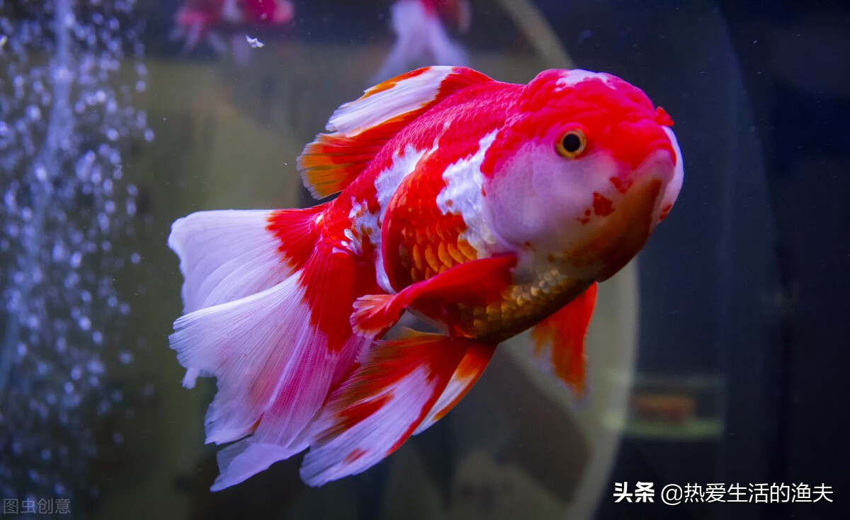 鹤顶红金鱼头瘤有一个白点,金鱼头瘤上的白点是什么