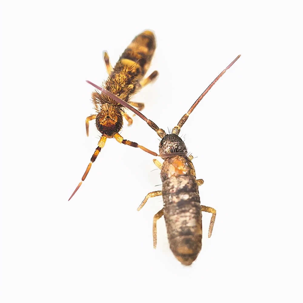 生态缸老死鱼怎么回事,生态缸老是死鱼是什么原因