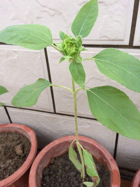 盆栽向日葵长多高时开花,怎么让向日葵长得比较矮就开花