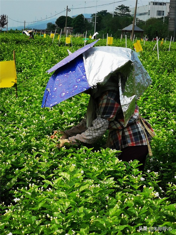 2022媒体花乡行,2023媒体花乡行