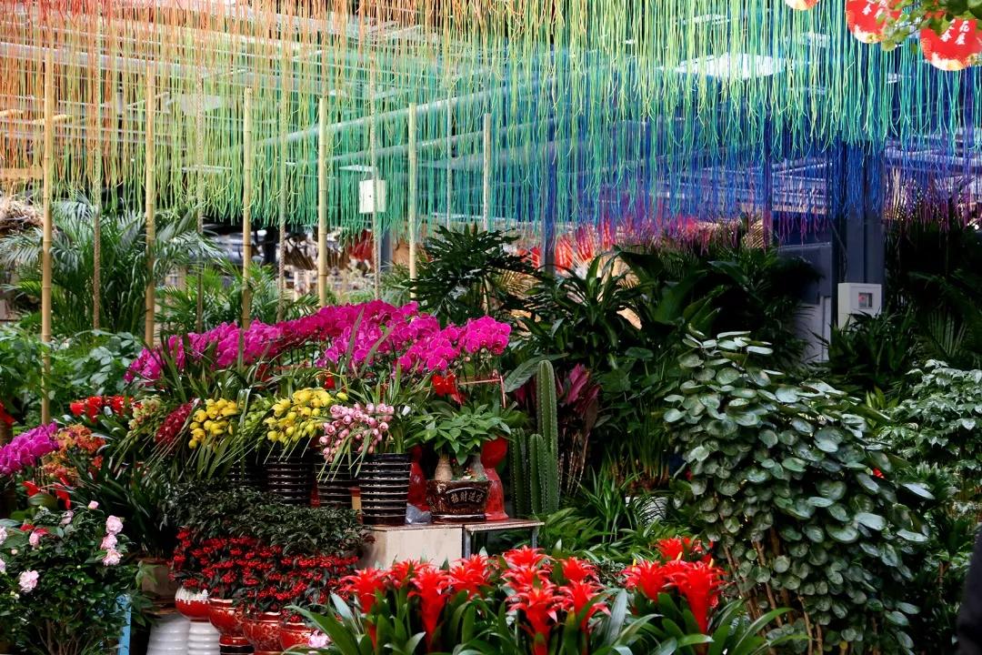 北京年宵花花卉嘉年华,北京迎春年宵花展已开幕