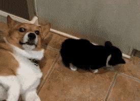 为什么吐舌,宝宝总是吐舌头什么原因