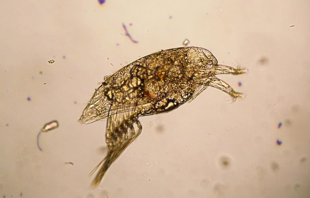 蛇为什么惧怕雄黄,蛇最害怕的雄黄是什么样子的