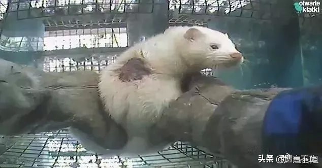 英国女王正式宣布拒绝皮草，愿世间没有血淋淋的时尚