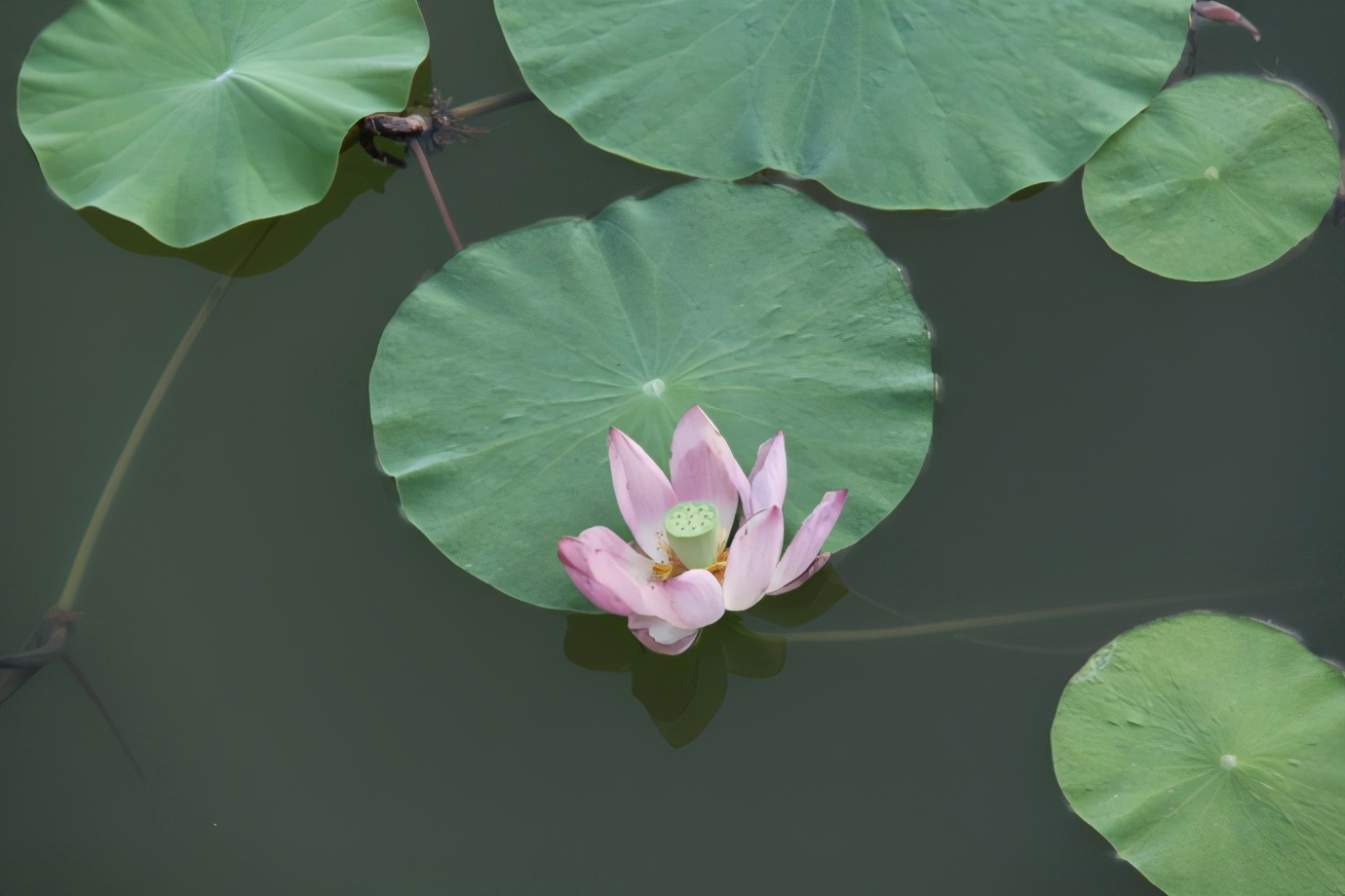 出淤泥而不染濯清涟而不妖歌曲,出淤泥而不染濯清涟而不妖意思