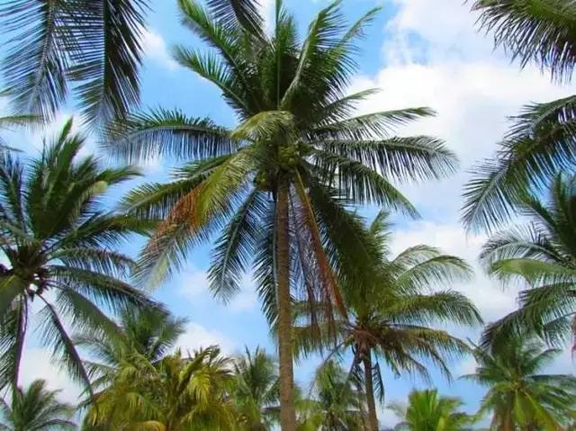 泰国芒果自助,泰国吃喝玩乐攻略榴莲自助餐