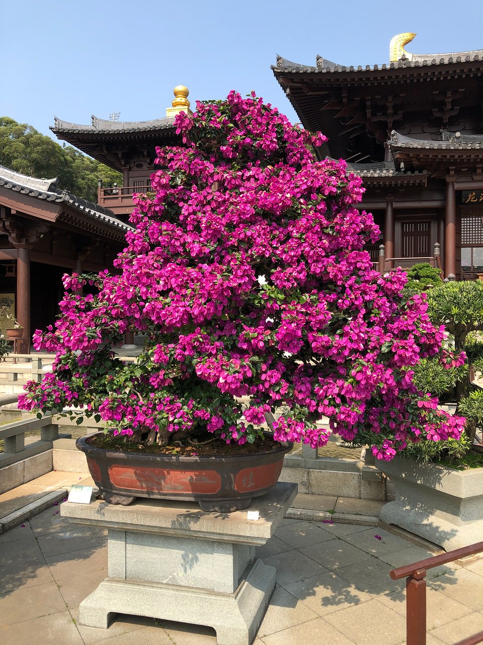 香港志莲净苑地图,香港志莲净苑好玩吗