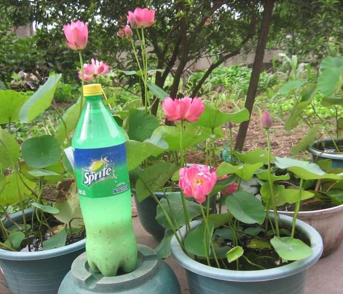 养碗莲,做到“3多”,不干叶绿油油,开花勤,3天冒一个花苞