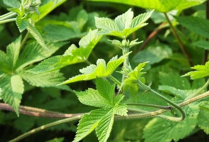 农村的野花野草哪几种可以吃,常见的野花野草却是农家之宝