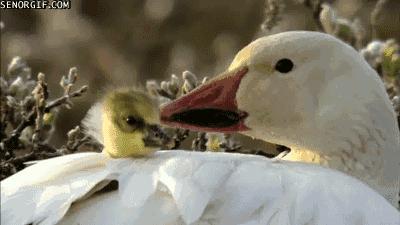 绅士进阶指南——钢笔简史及收藏贴士