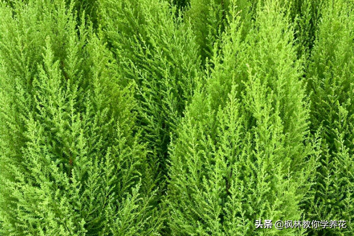 十种最难养的花排名,最难养的花卉排行榜