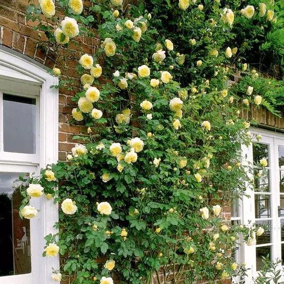 藤本月季秋季怎么修剪才会花墙,最丰花多季开花的藤本月季