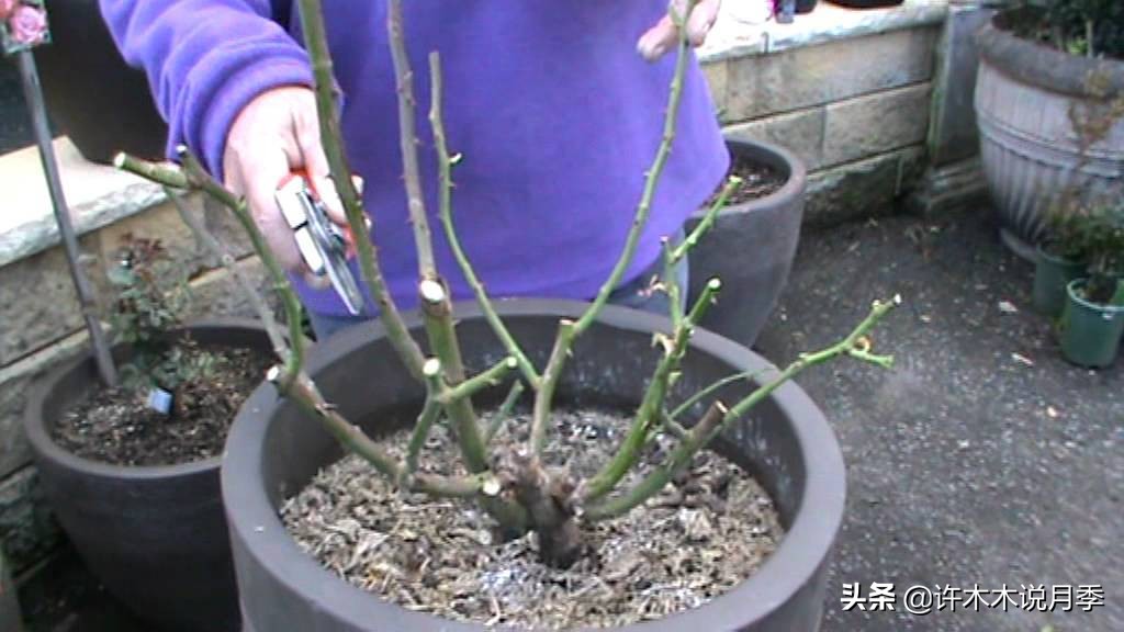 月季花苗怎么种不活,月季盆栽的种植方法和注意事项