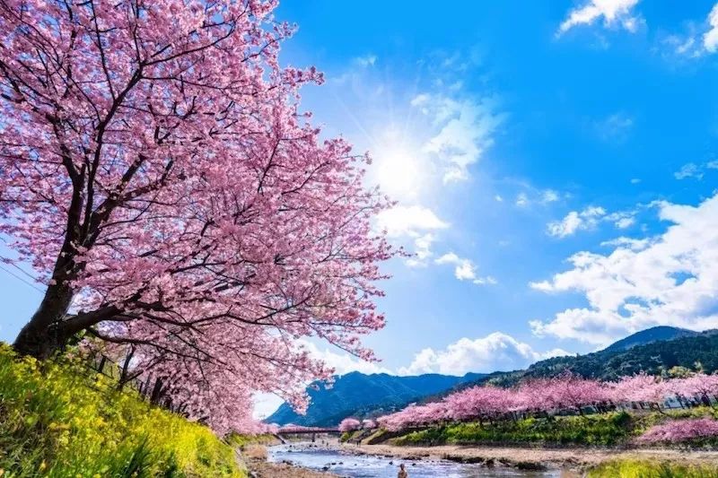 日本樱花伞价格,日本樱花限定多少钱