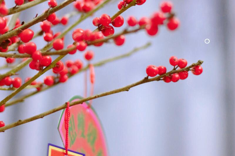 北美冬青树怎么养才好,北美冬青怎么养鲜切花