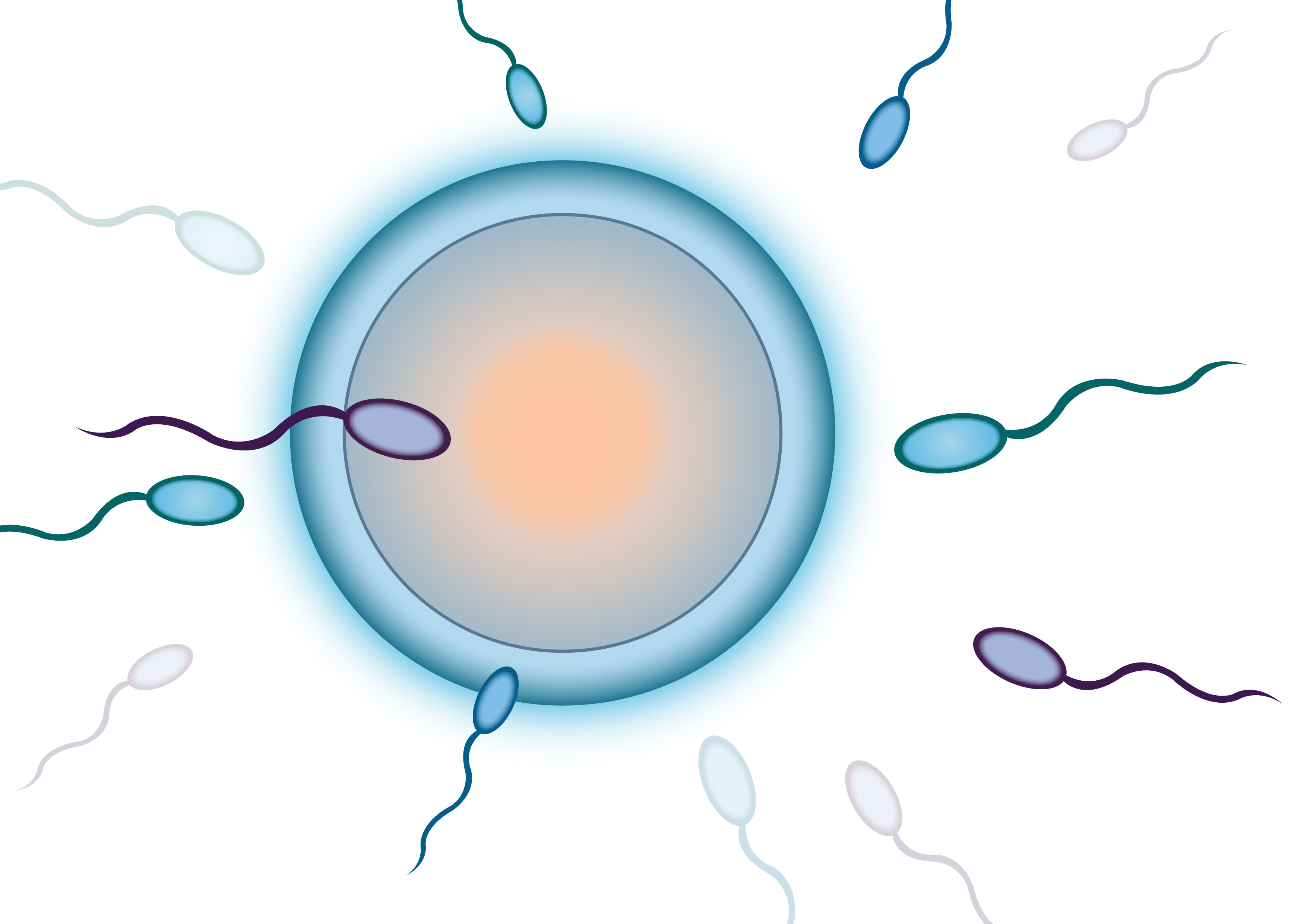 备孕成功经验子宫前位,备孕成功经验