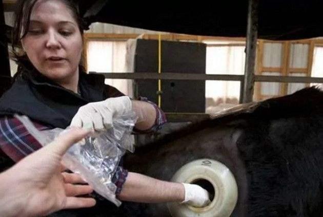 国外牛身上为什么要开洞,牛肚子上开洞放气牛不感染吗