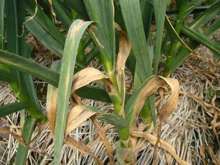 戊唑醇能治大蒜紫斑病吗,大蒜紫斑病的有效预防和治理方法