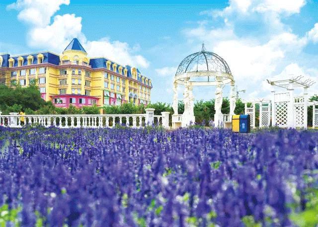 南沙葵园花海景区,广州南沙万顷葵园最佳旅游时间