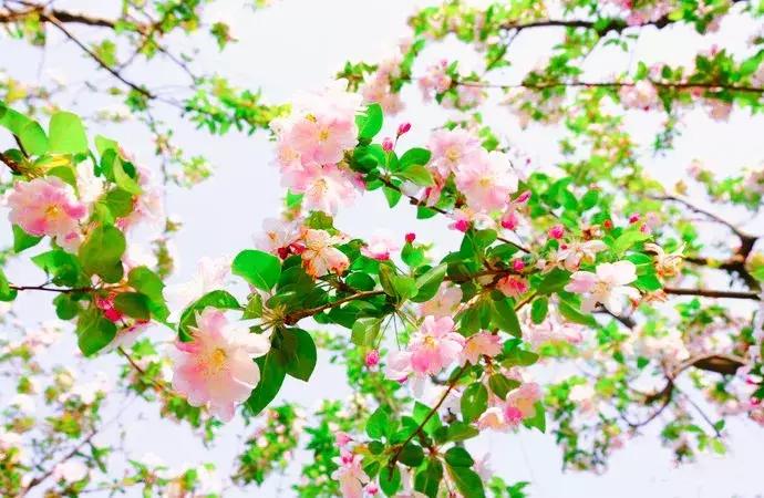 最适合赏花的花,视觉盛宴五种赏花名花供您选择