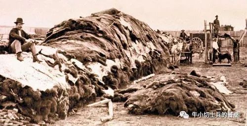 印第安人狩猎美洲野牛,美洲野牛印第安人