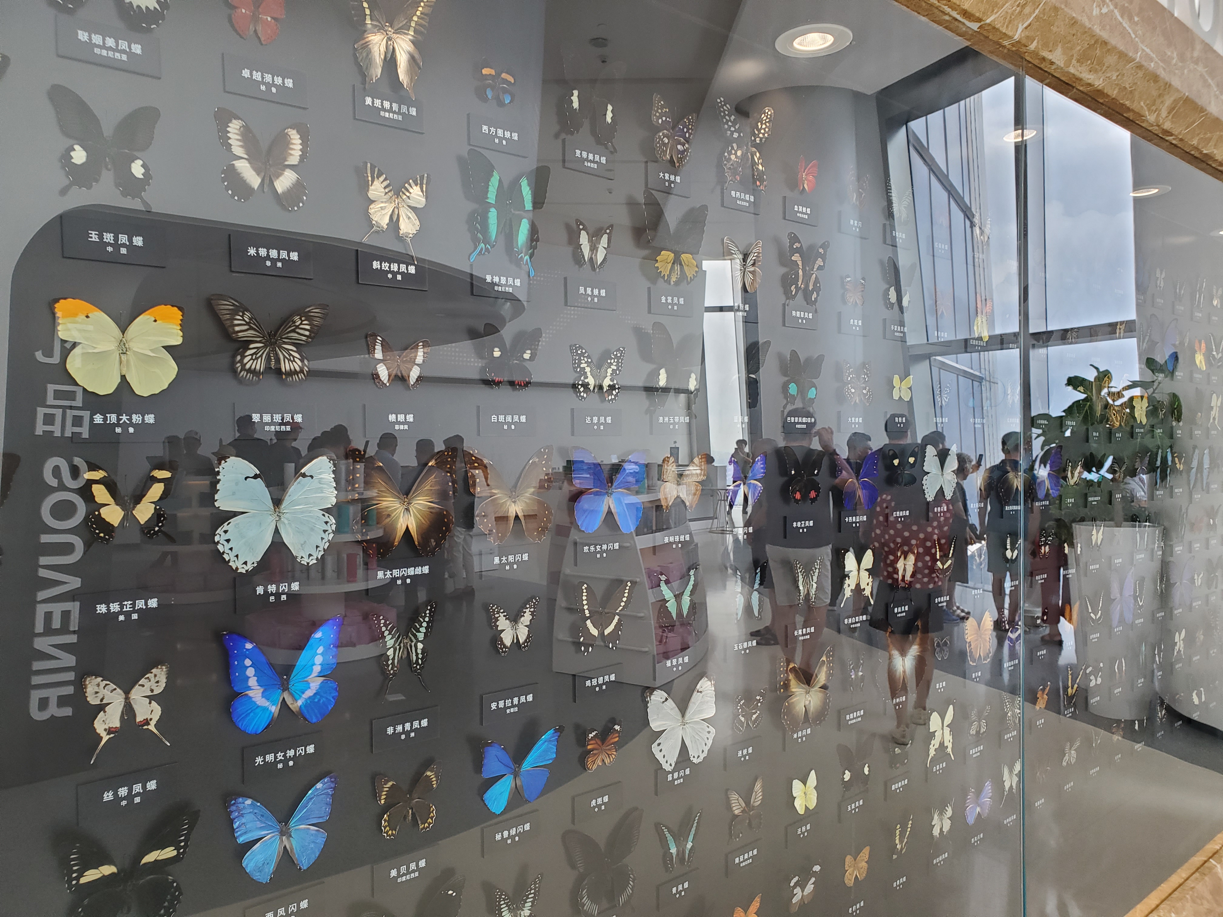 深圳平安金融中心,深圳平安金融中心云际观光层门票