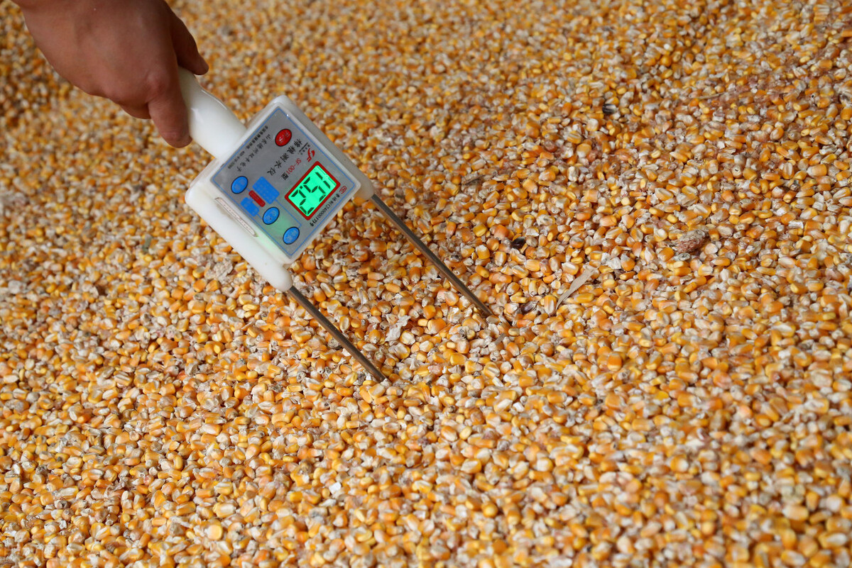 玉米小麦大豆未来是涨是跌,今年粮食价格玉米小麦