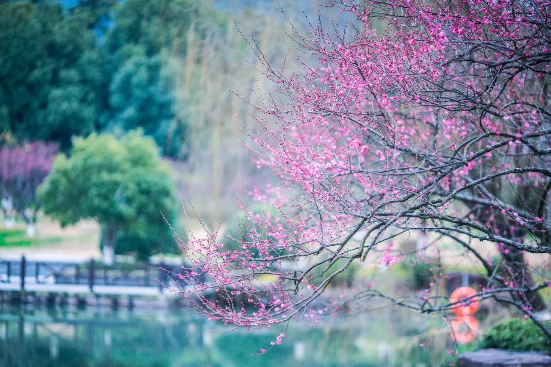 杭州孤山梅园图片,杭州赏梅园