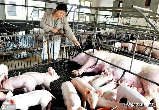 养猪大户经验分享,养猪的经验和策略